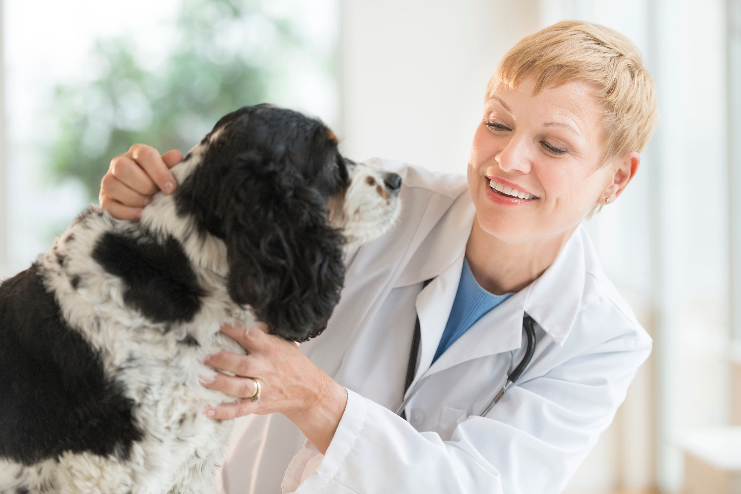 Doctor Giving Dog Exam