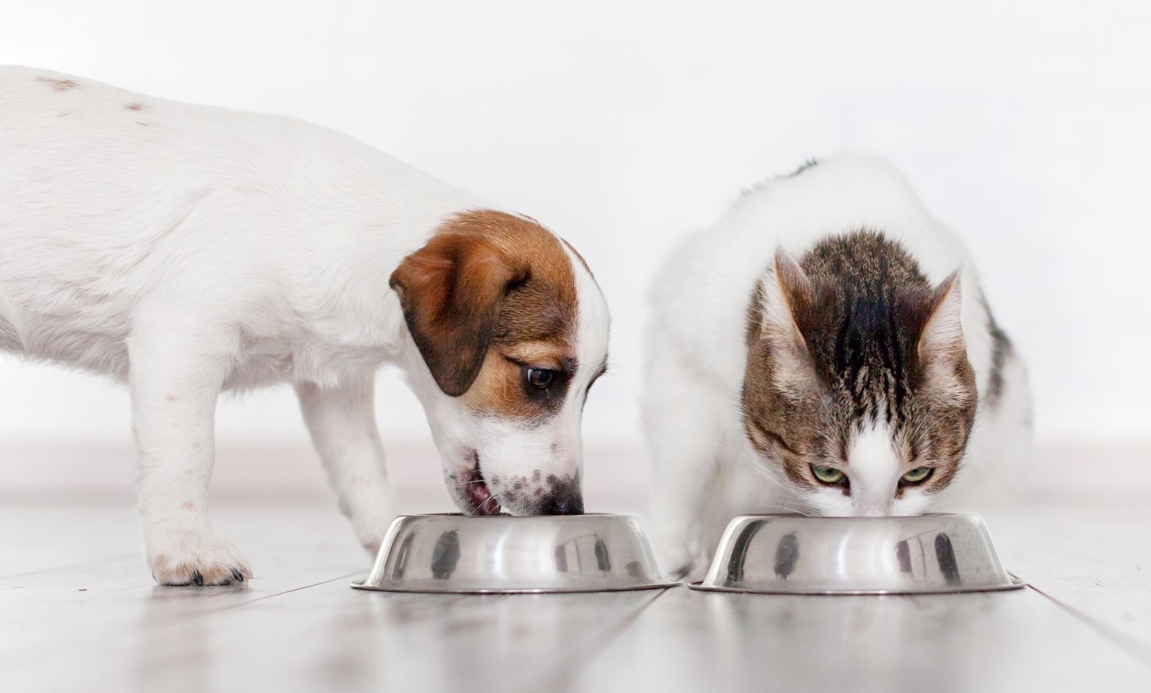 Dog & Cat Eating